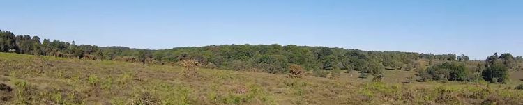 Bramshaw Telegraph / Telegraph&nbsp;Hill