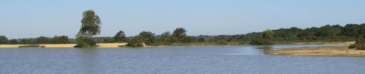 Andrews Mare &&nbsp;Foxhills