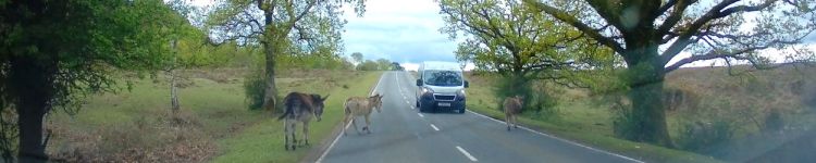 Have you seen a&nbsp;Gang?