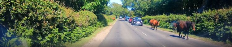 Have you been in a Forest&nbsp;jam?