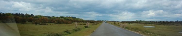 When did you see the&nbsp;donkey?